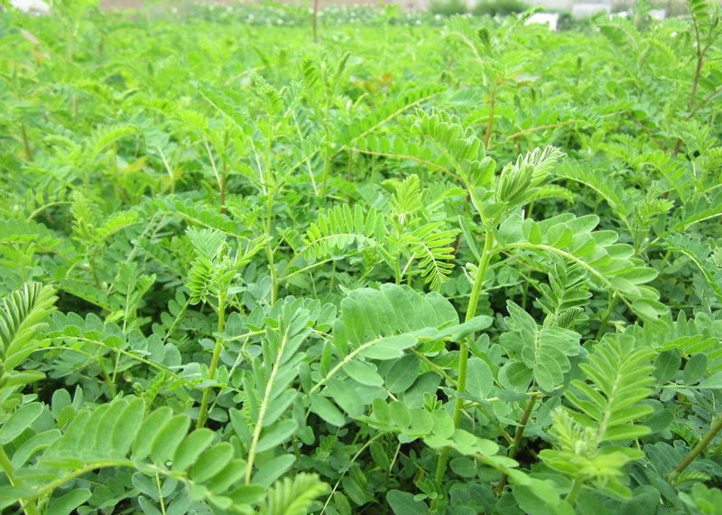 黄芪被历代医家公认为补气圣药,黄芪补气中药配方大全