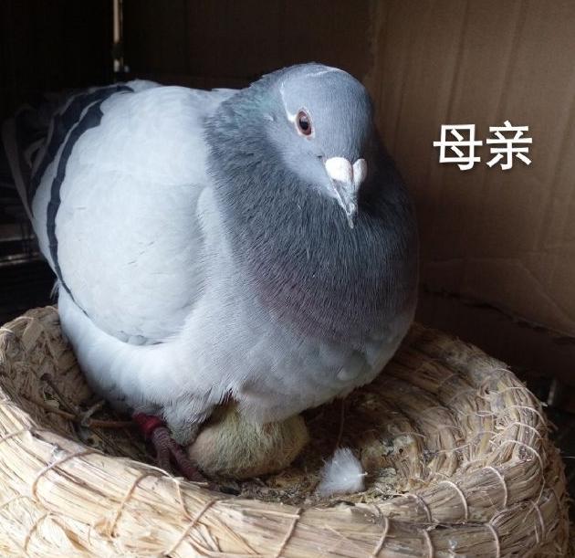 鸽子要怎么养才不会飞走,鸽子消瘦是什么病用什么药