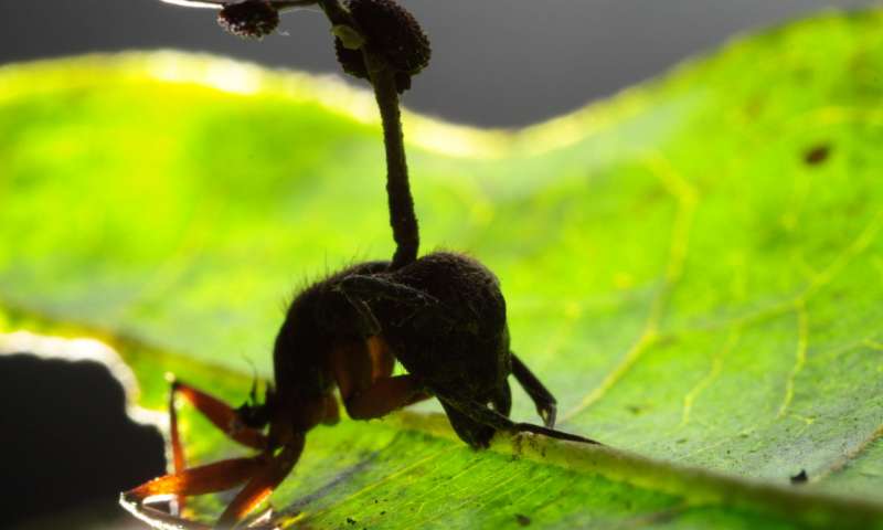 蚂蚁被僵尸真菌感染的全过程,僵尸蚂蚁是被什么真菌寄生的