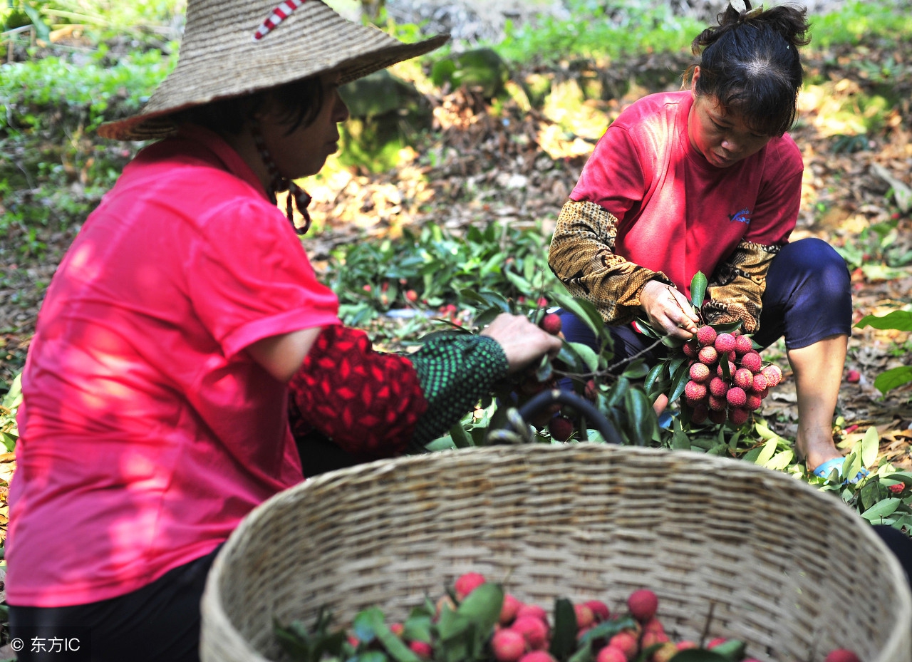荔枝开摘了！粤西最全荔枝园农家乐情报分享广东吃货约起！