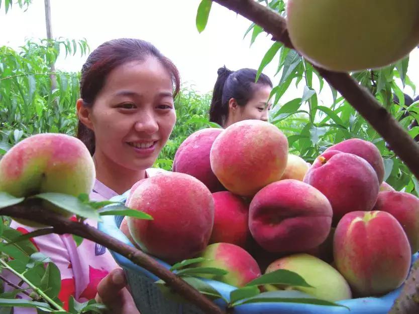 成都摘桃子地方推荐,桃子熟了去摘桃