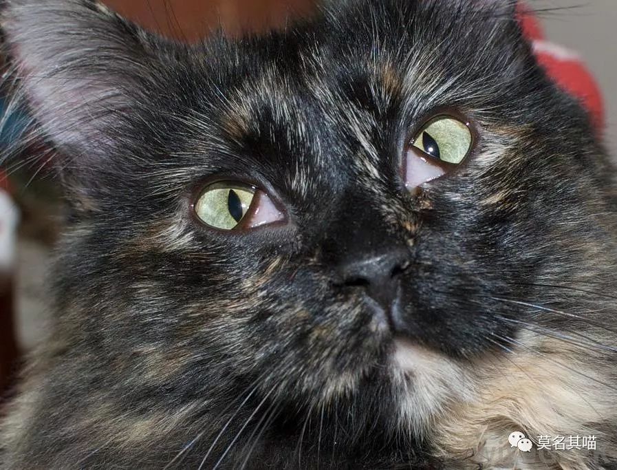 猫杏眼和圆眼的区别图,猫的第三眼睑是什么