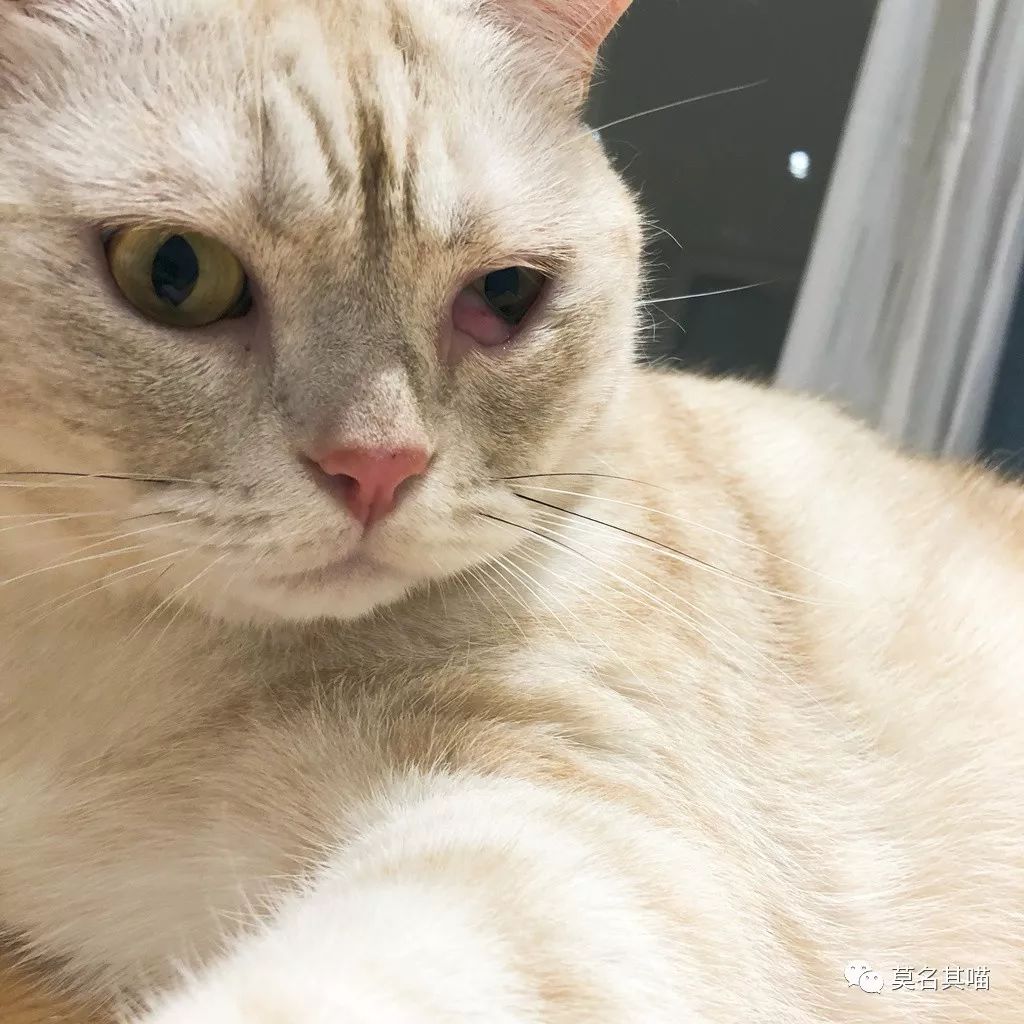 猫杏眼和圆眼的区别图,猫的第三眼睑是什么