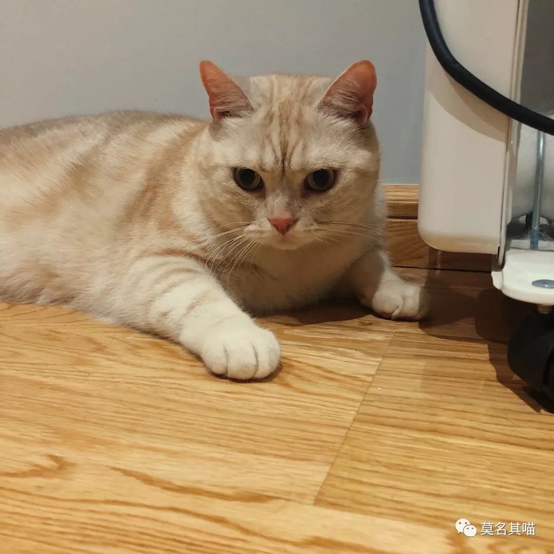 猫杏眼和圆眼的区别图,猫的第三眼睑是什么