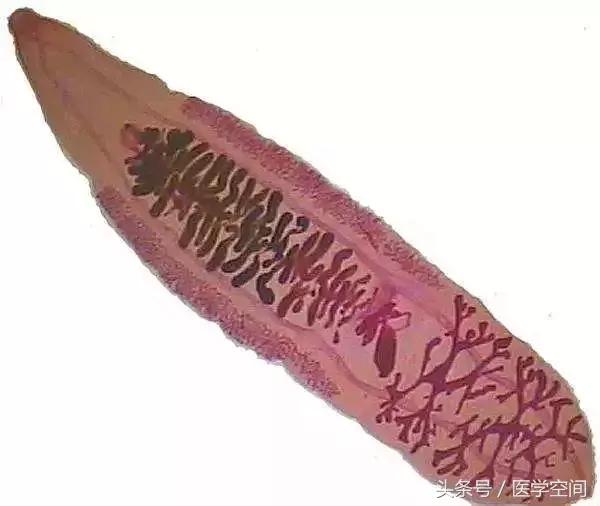 美国癌症协会公布九大防癌建议 (美国癌症协会公布9大防癌建议)