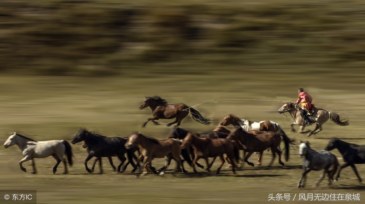 蒙古马和套马图片,蒙古套马绳子教学