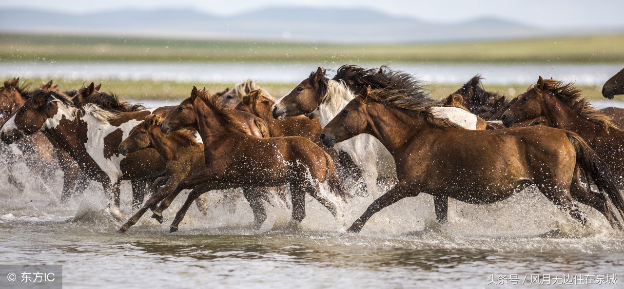 蒙古马和套马图片,蒙古套马绳子教学