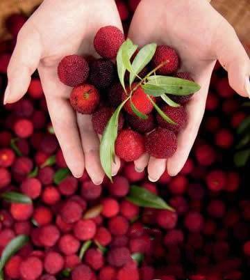 杨梅一年病虫害管理,杨梅怎么管理才能提早开花结果