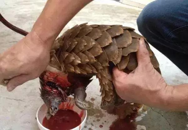 海外代购的荒唐陷阱,最可怕的代购骗局