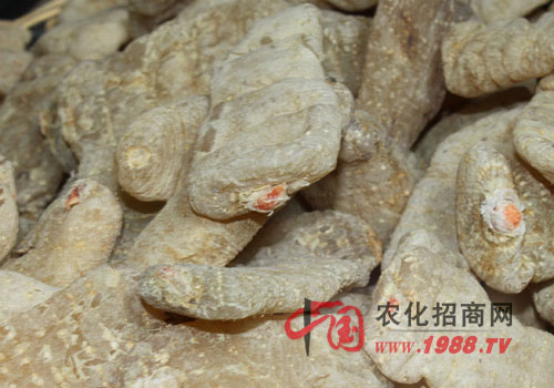 中药学考试重点药材速记,中药贮藏考点整理