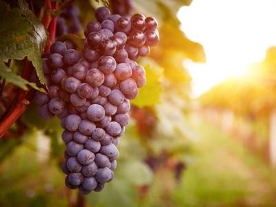 葡萄用什么药防治病虫害,葡萄防病虫害及用药管理方法