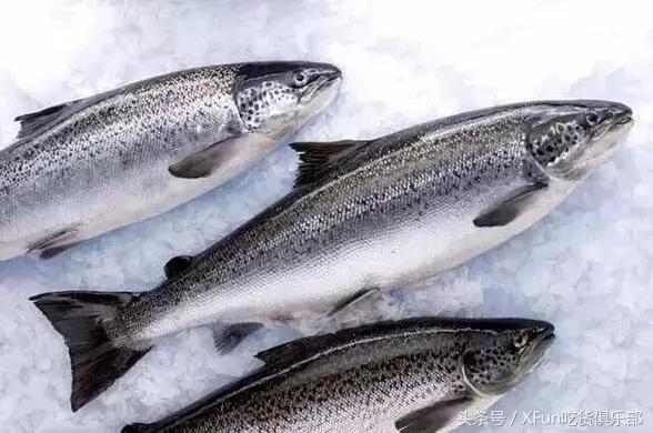 真假三文鱼完整版,怎么判断三文鱼是不是假的