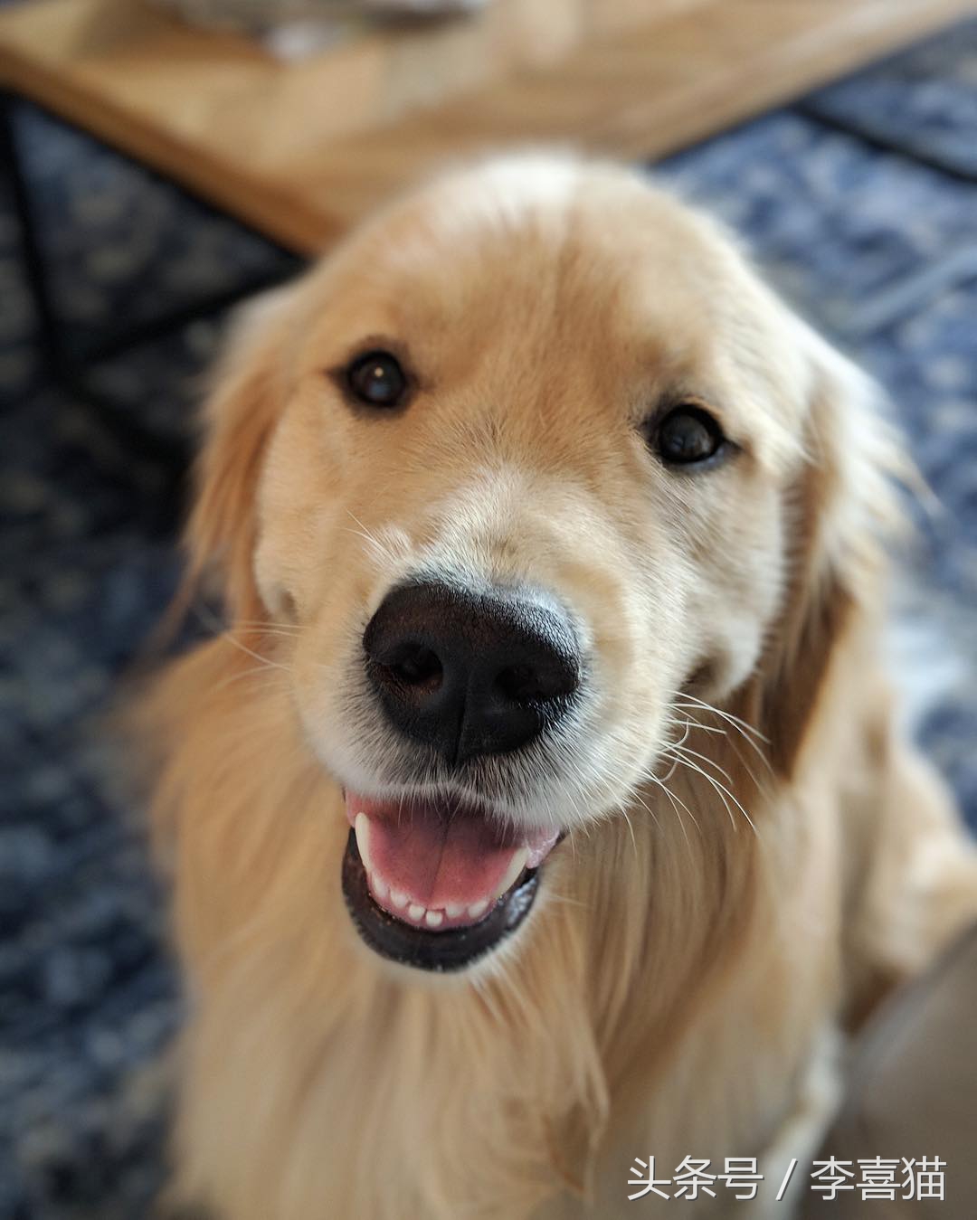 金毛幼犬是不是都很调皮,金毛狗狗太有灵气了