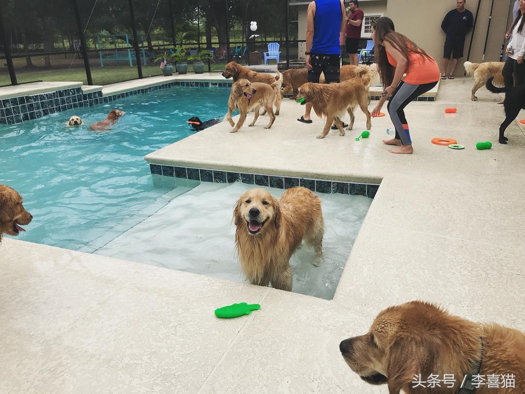 金毛幼犬是不是都很调皮,金毛狗狗太有灵气了