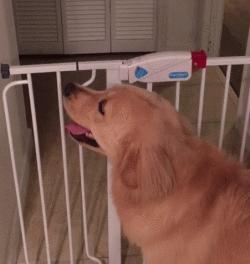 边牧比哈士奇精力更旺盛,比金毛还大的边牧