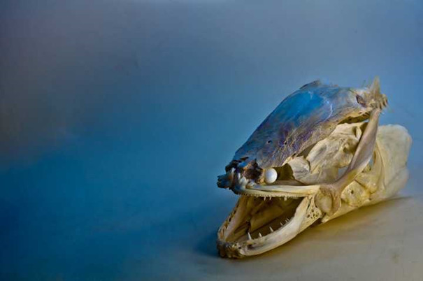 美国人称“鱼斯拉”，中国确实人们口中的美味，中药中的滋补品！