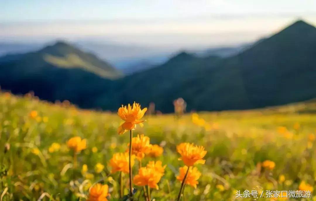 张家口避暑好去处推荐,张家口夏日旅游推荐