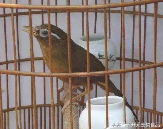 极品画眉鸟头型显示大图,极品画眉斗鸟选择