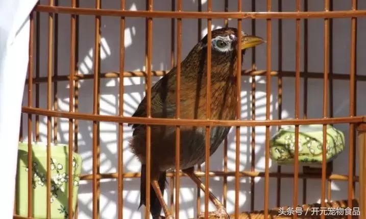 极品画眉鸟头型显示大图,极品画眉斗鸟选择