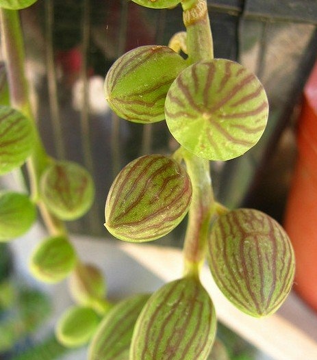 瑗跨摐澶儙澶氳倝妞嶇墿,瑗跨摐澶儙澶氳倝