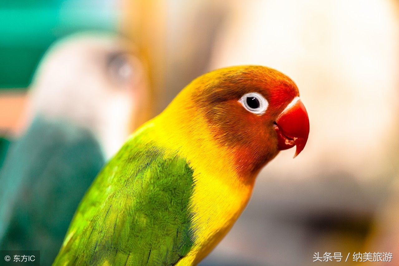 最不发达的几个国家,最不发达国家有哪些呢