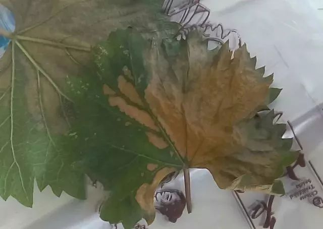 近期葡萄叶片发黄枯叶,葡萄枯叶有几种