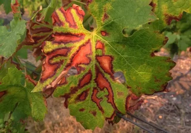 近期葡萄叶片发黄枯叶,葡萄枯叶有几种