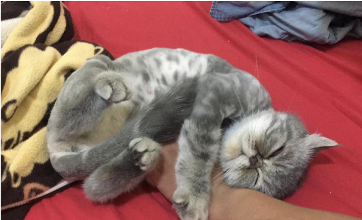 狗抱猫咪使劲摇晃视频,狗狗抱主人抖动视频