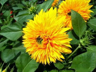 重瓣铁线莲,重瓣宫灯长寿花