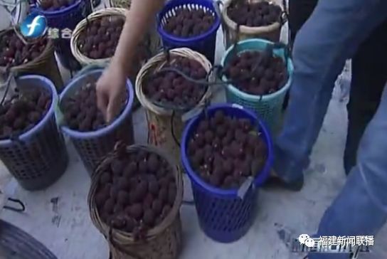 福建杨梅第一村是谁,福建杨梅和云南杨梅哪个好吃