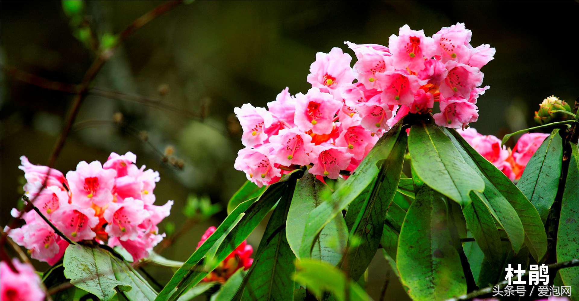 雅安川西竹海必去的三个地方,雅安东拉山大峡谷游记