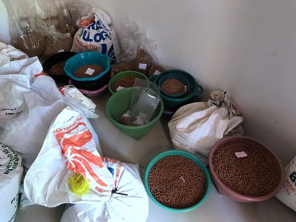 小金刚菩提价格如何判定,小金刚菩提瓣数