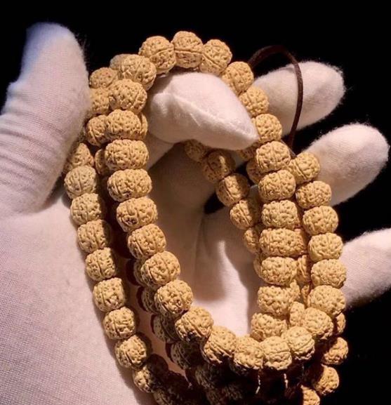 小金刚菩提价格如何判定,小金刚菩提瓣数