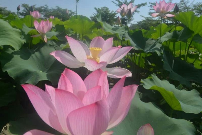 王孟英温病必背条文,王孟英的代表著作是