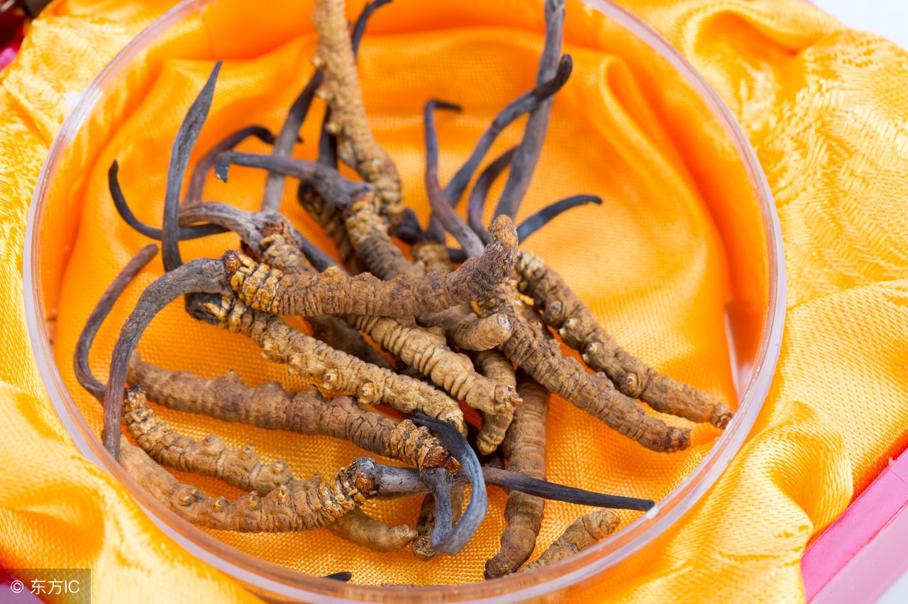 冬虫夏草踢出保健品,冬虫夏草被踢出中药