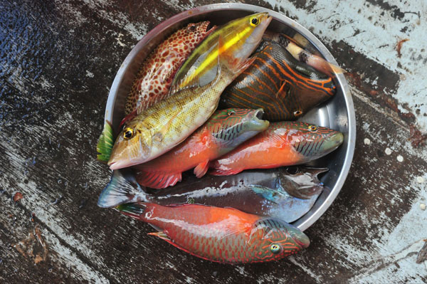 海钓，勇敢者的征服之旅