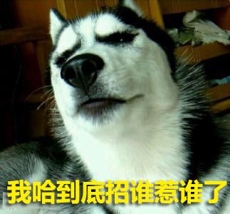 混血狗狗金毛和萨摩耶,萨摩耶和金毛杂交的狗狗啥样