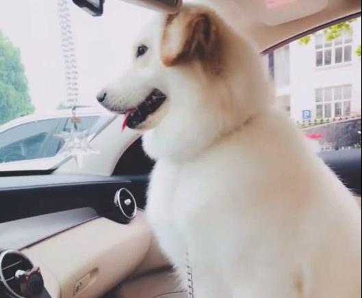 混血狗狗金毛和萨摩耶,萨摩耶和金毛杂交的狗狗啥样