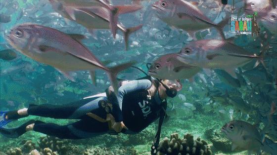 一组超棒的海底世界动态，值得欣赏
