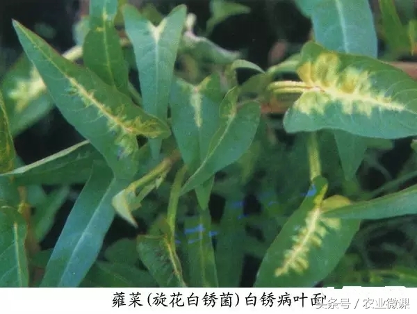 空心菜炭疽病的防治方法,空心菜锈病怎么防治