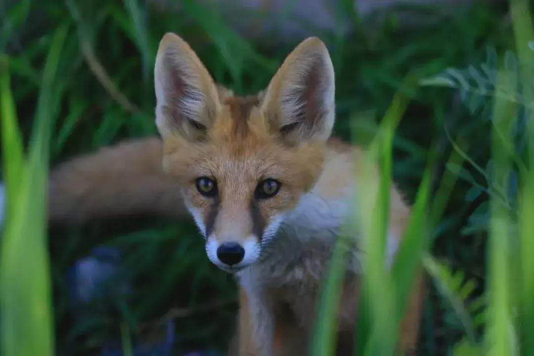 他用对葡园的爱拍出了这片人间仙境