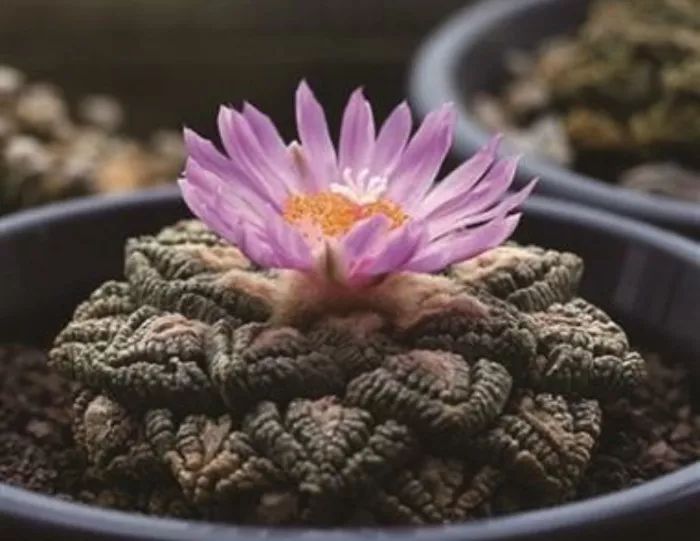 这工资还不够买一颗肉的……