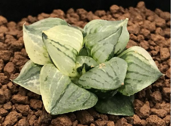 这工资还不够买一颗肉的……