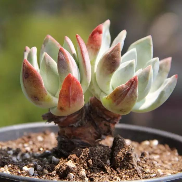 这工资还不够买一颗肉的……