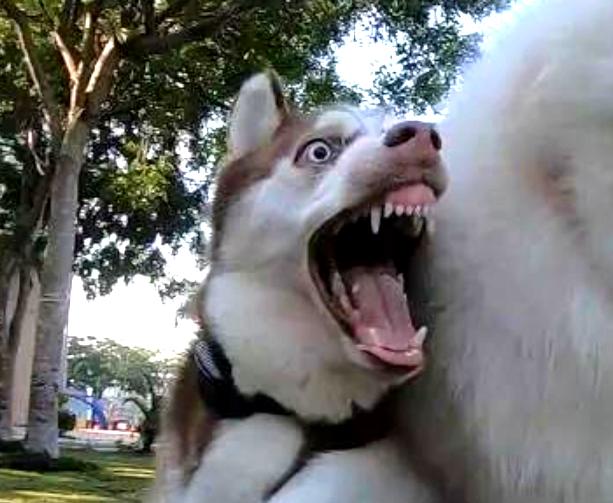 哈士奇和萨摩耶打架比赛视频,哈士奇萨摩耶打架视频