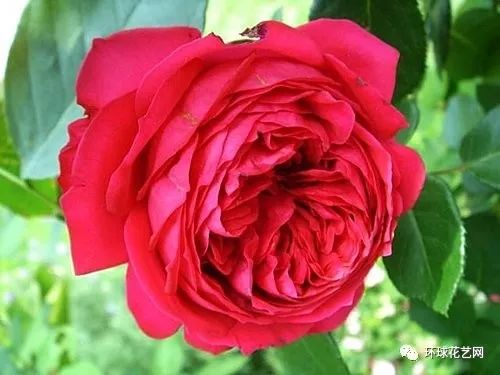 十大最稀有的玫瑰花品种图片,稀有玫瑰花品种大全图片