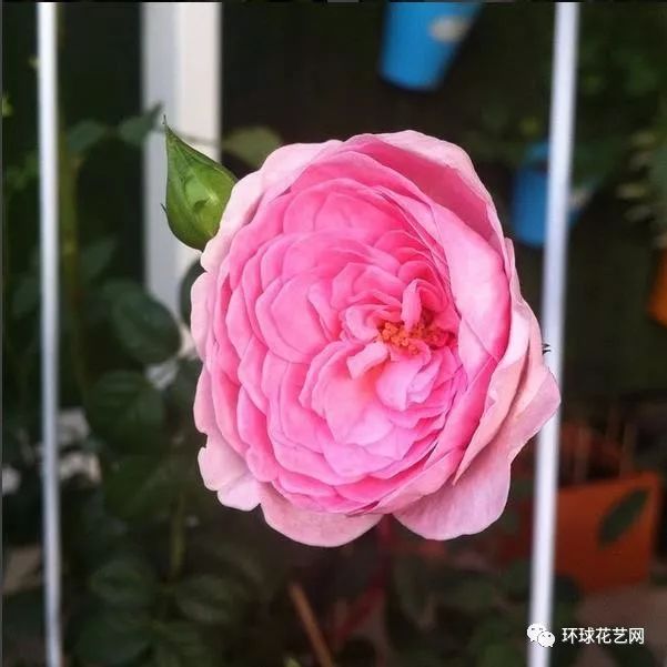 十大最稀有的玫瑰花品种图片,稀有玫瑰花品种大全图片