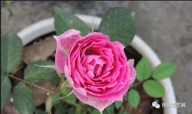 稀有玫瑰花品种大全图片,九种常见玫瑰花品种排名