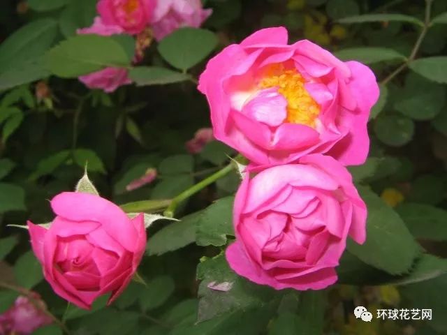 稀有玫瑰花品种大全图片,九种常见玫瑰花品种排名