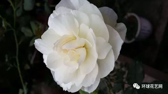 稀有玫瑰花品种大全图片,九种常见玫瑰花品种排名